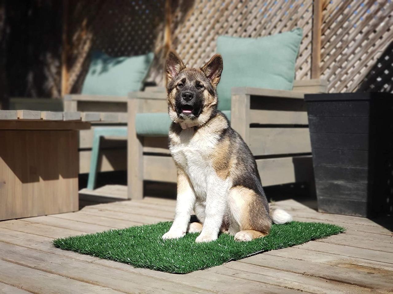 pet friendly artificial grass